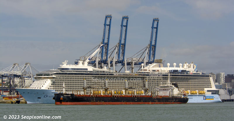 African Stork, La Sauternais, Ovation of the Seas 9733272 ID 12929