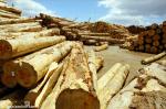 ID 7994 PORT OF TAURANGA, BAY OF PLENTY, NEW ZEALAND - Log loading operations.